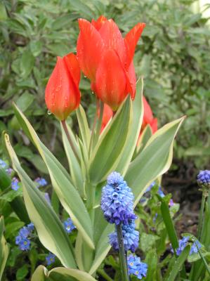 Tulip Praestans Unicum & Muscari Azureum