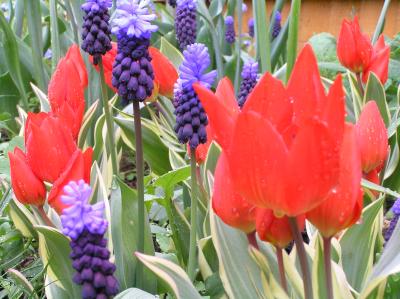 Muscari Latifolium & Tulip Praestans Unicum