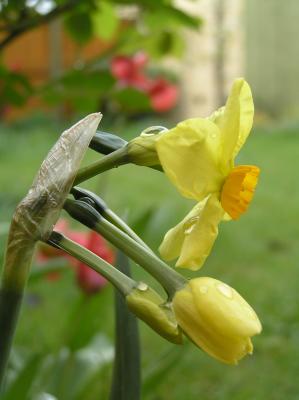 Narcissus