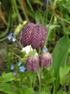 Snake's-head Fritillary