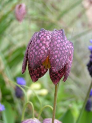 Snake's-head Fritillary