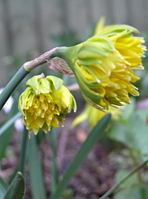 Narcissus Rip van Winkle