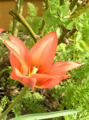Tulip