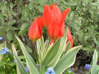 Tulip Praestans Unicum