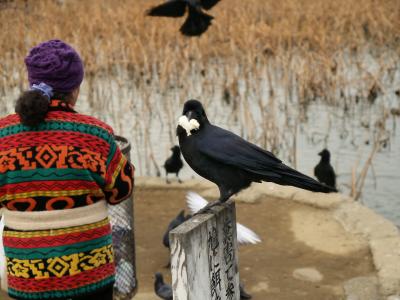 Feeding the crow