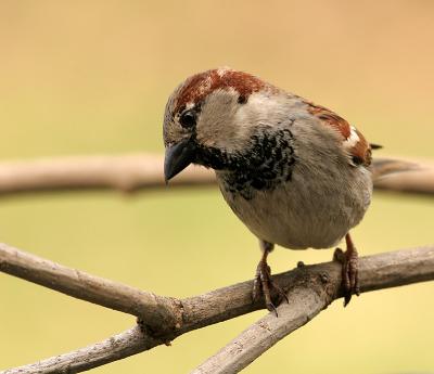 House Sparrow