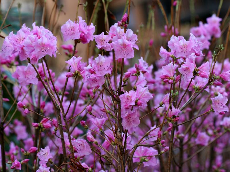 Azaleas WSM