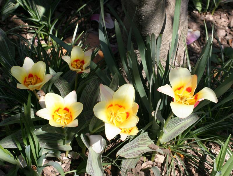 Tulips Around a Tulip Tree