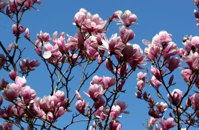 Magnolia Blossoms 