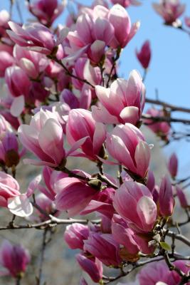 Magnolia Blossoms 