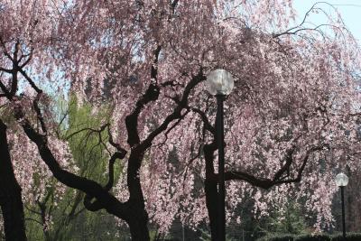 NYU's Washington Square Village Garden - Cherry Trees
