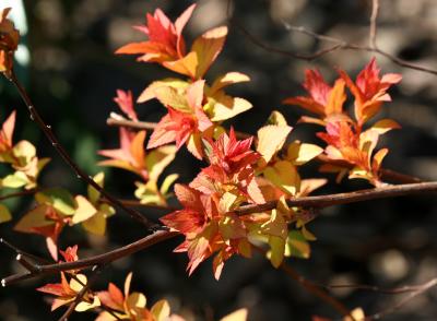 Weigela