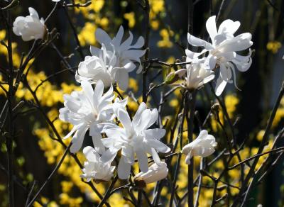 Magnolias & Forsythia