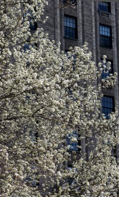 Pear Tree at 2 Fifth Avenue