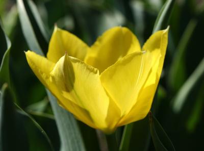 Tulip WSP