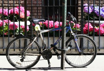 Blue Racer with Hydrangeas at the Washington Square Hotel on Waverly Place