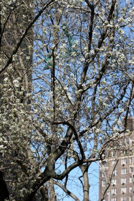 Pear Trees on Waverly Place