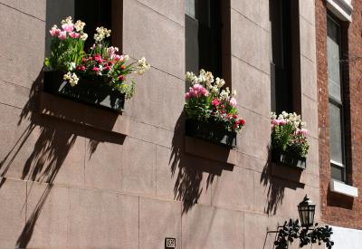 Flower Boxes