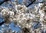 Cherry Blossoms at E 9th Street near 3rd Avenue