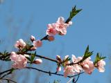 Plum Blossoms WSP