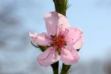 Plum Blossoms WSP