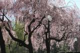 NYUs Washington Square Village Garden - Cherry Trees