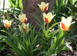 Tulips Around a Tulip Tree