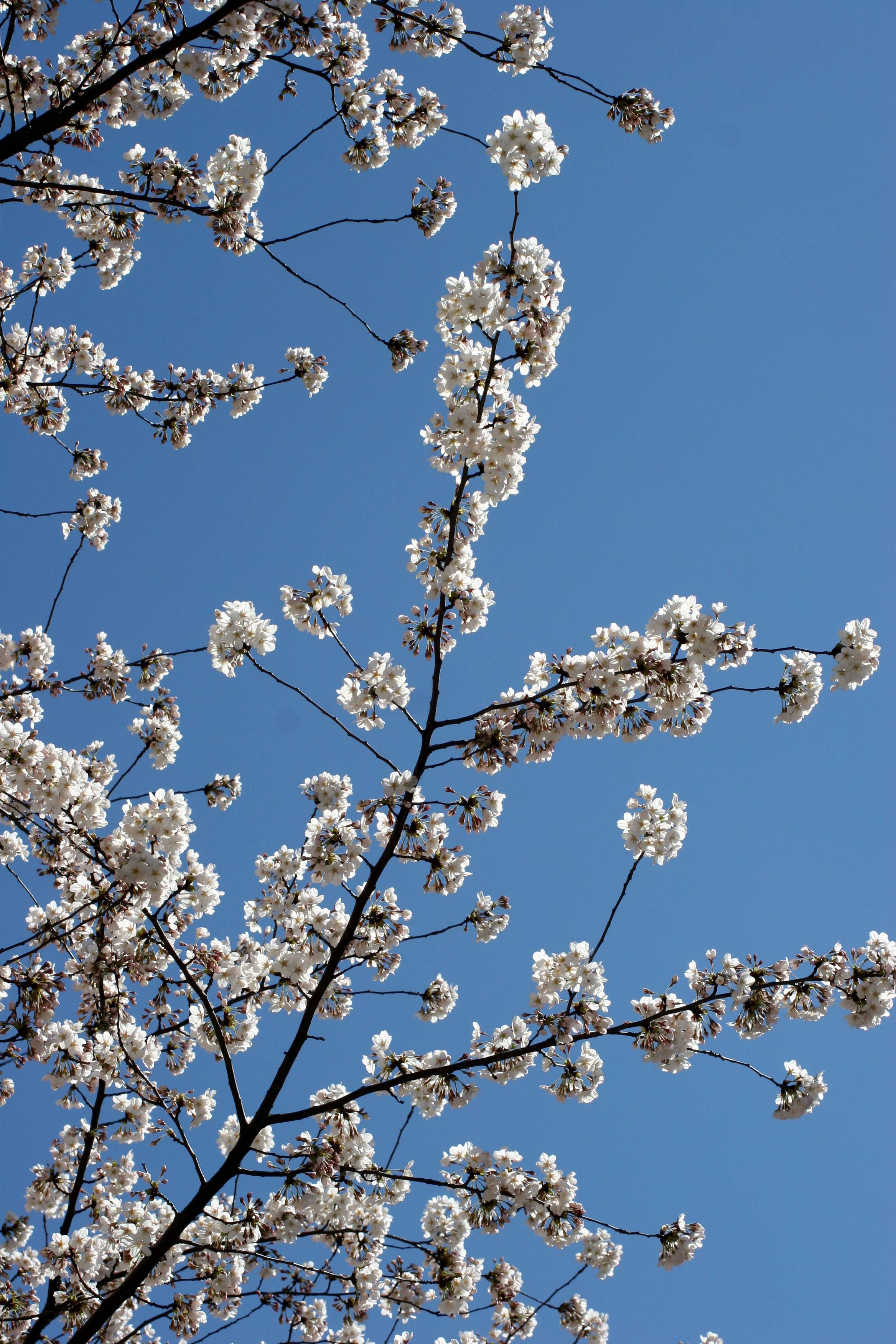 Cherry Blossoms at E 9th Street near 3rd Avenue