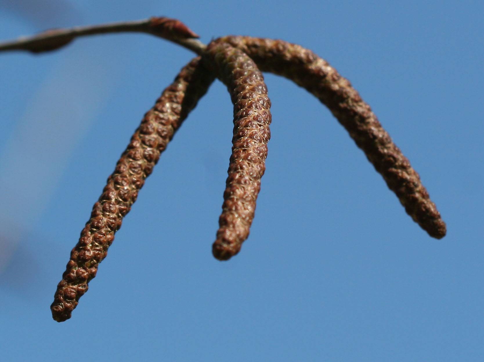 Birch Pods