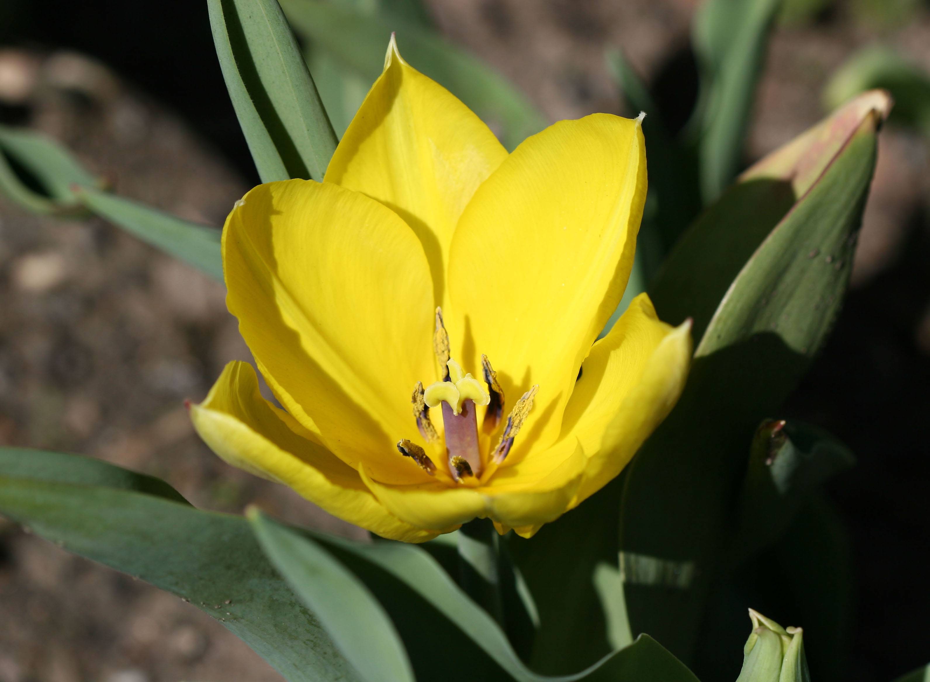 Tulip WSP