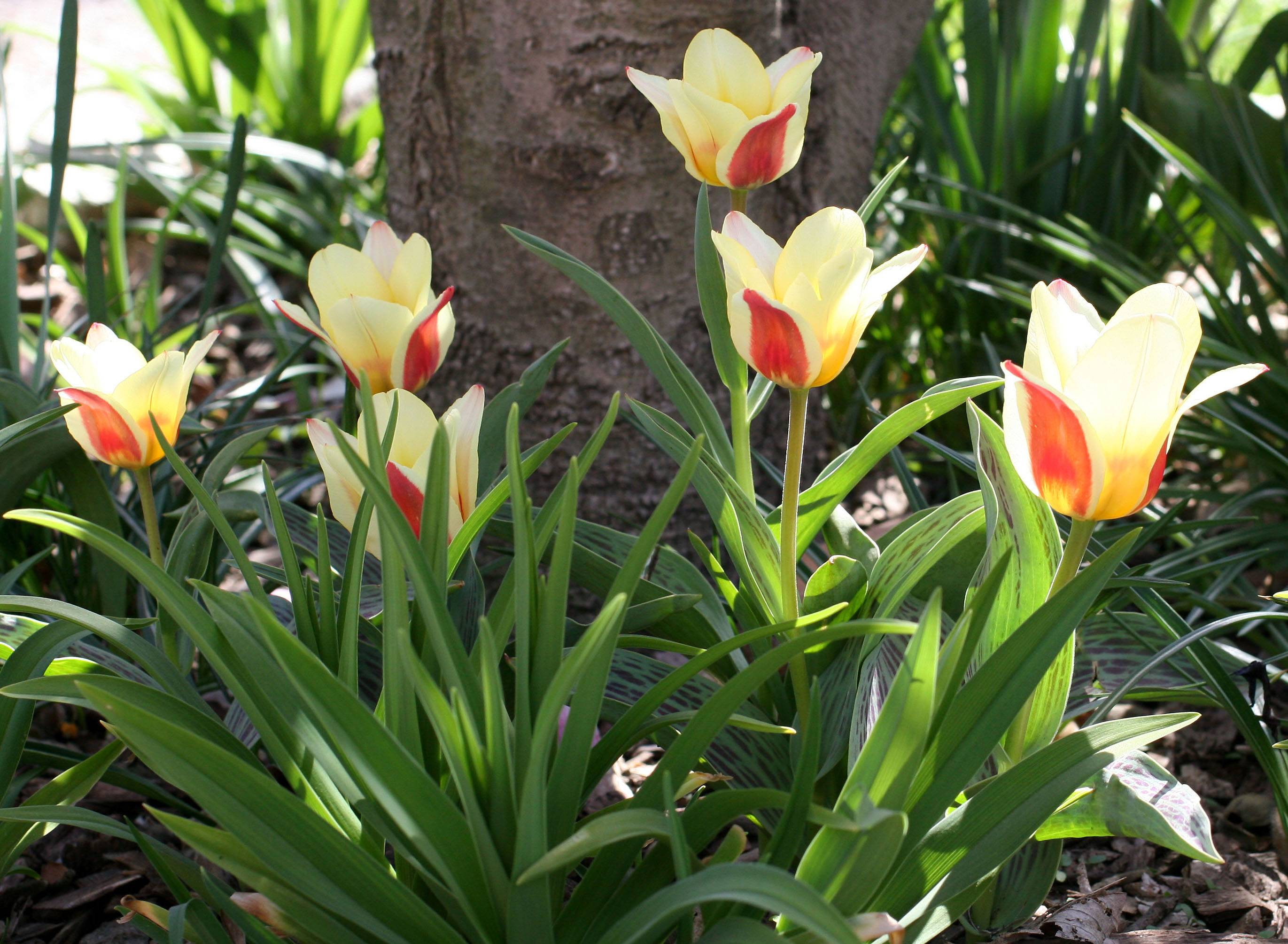 Tulips Around a Tulip Tree