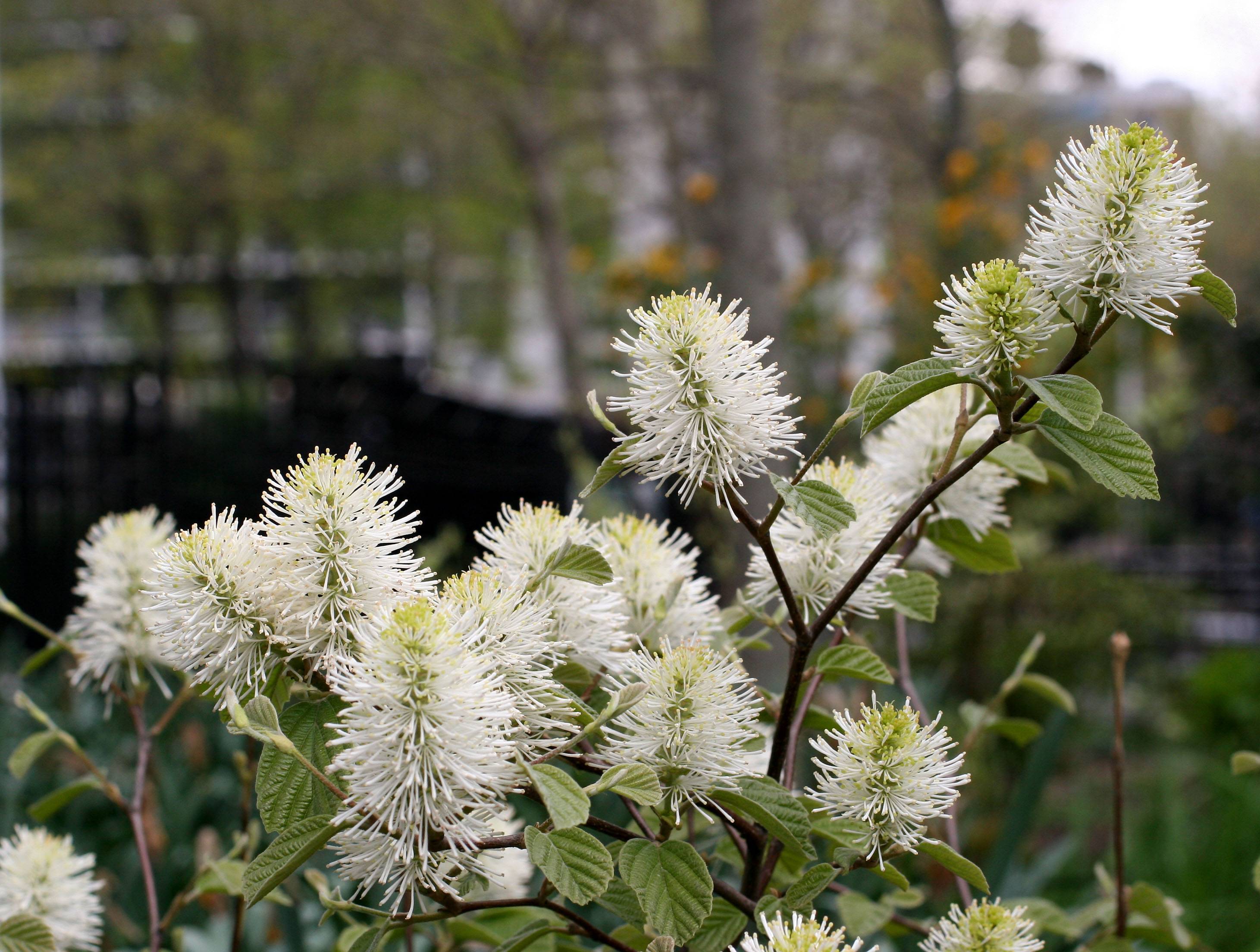 Fothergilla