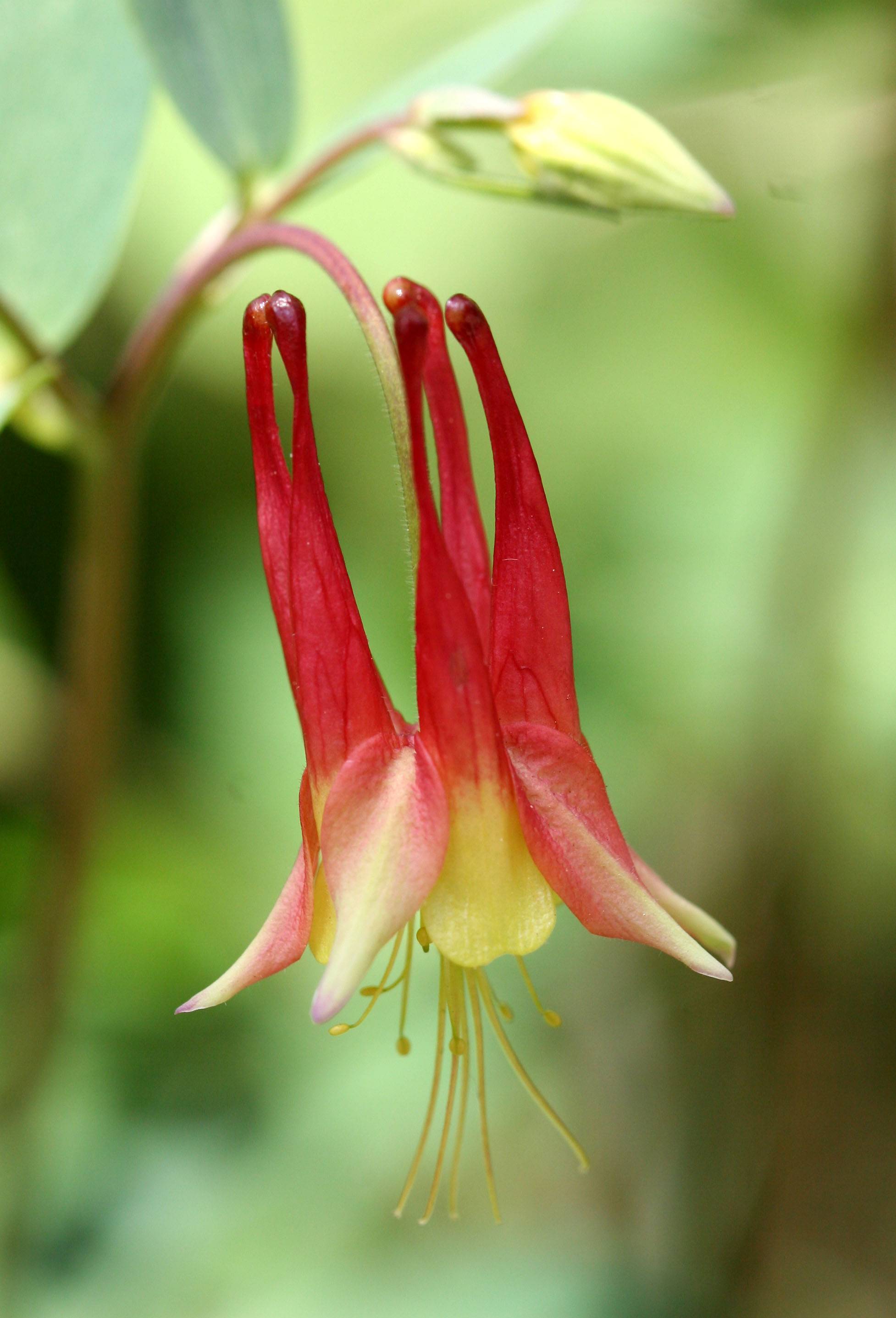 Columbine