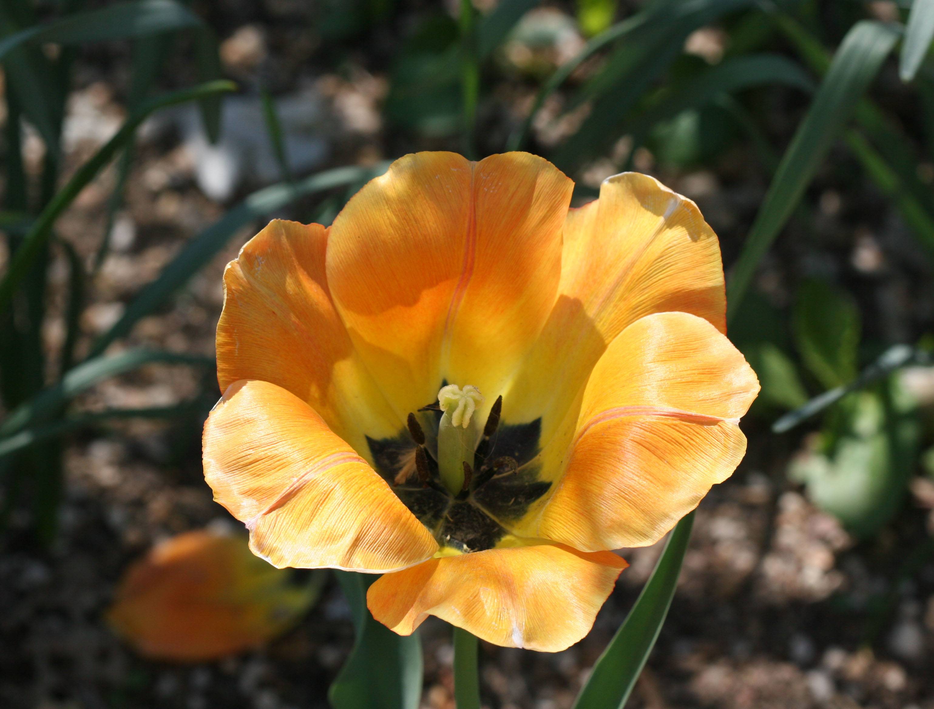 Tulip WSP
