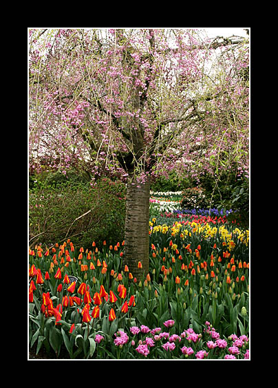 u16/hlsweeney/upload/42645710.elamont_tulip_garden.jpg