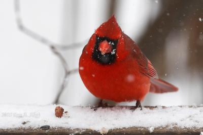 January 22, 2005: Male Northern Cardinal