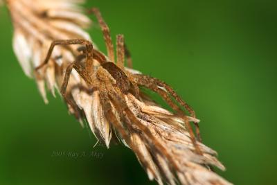 Januay 24, 2005: Nursery Web Spider