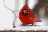 January 22, 2005: Male Northern Cardinal