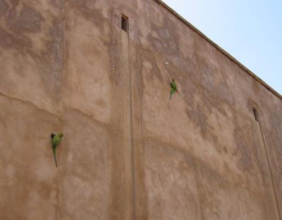 Parrots on the Wall