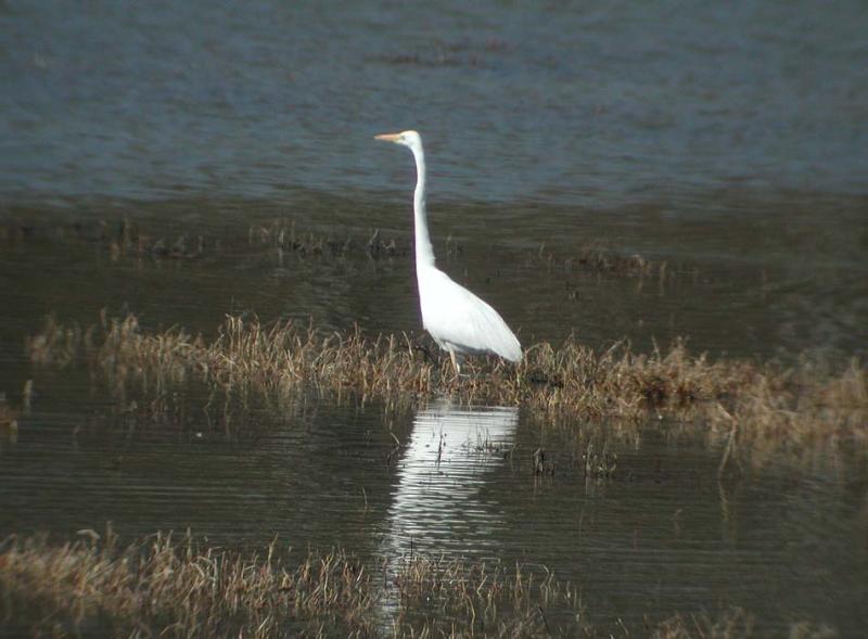 Egretta-alba-2.jpg