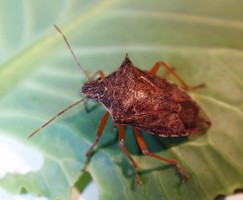 Podisus-maculiventris.jpg