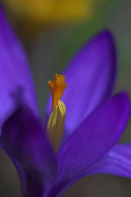 Crocus2.jpg