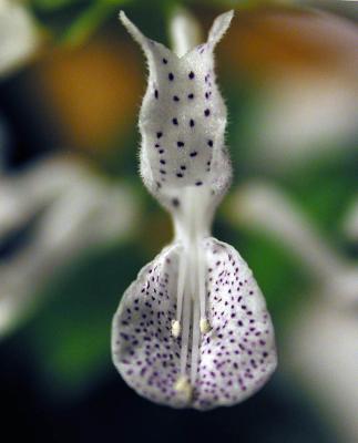 Plectranthus-parviflorus.jpg