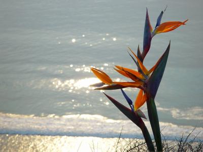 birdofparadise.jpg