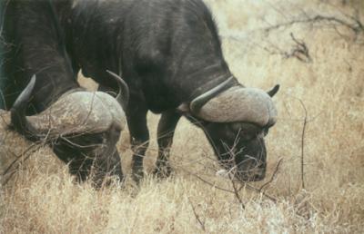 Cape Buffalo
