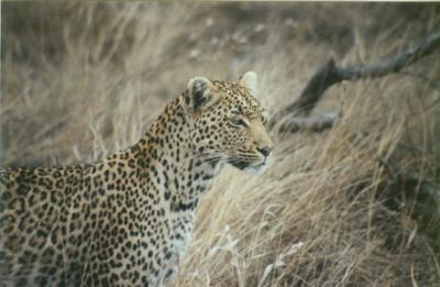 Leopard Mother 1
