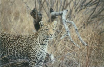 Leopard Mother 2