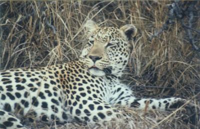 Leopard Male 1