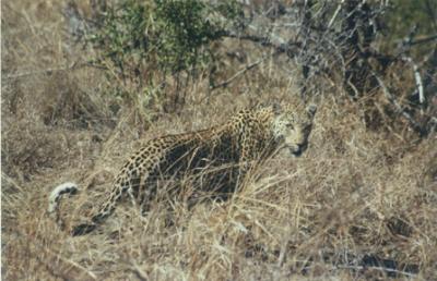 Leopard