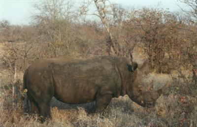u16/huntl/medium/39095710.SRhino1.jpg